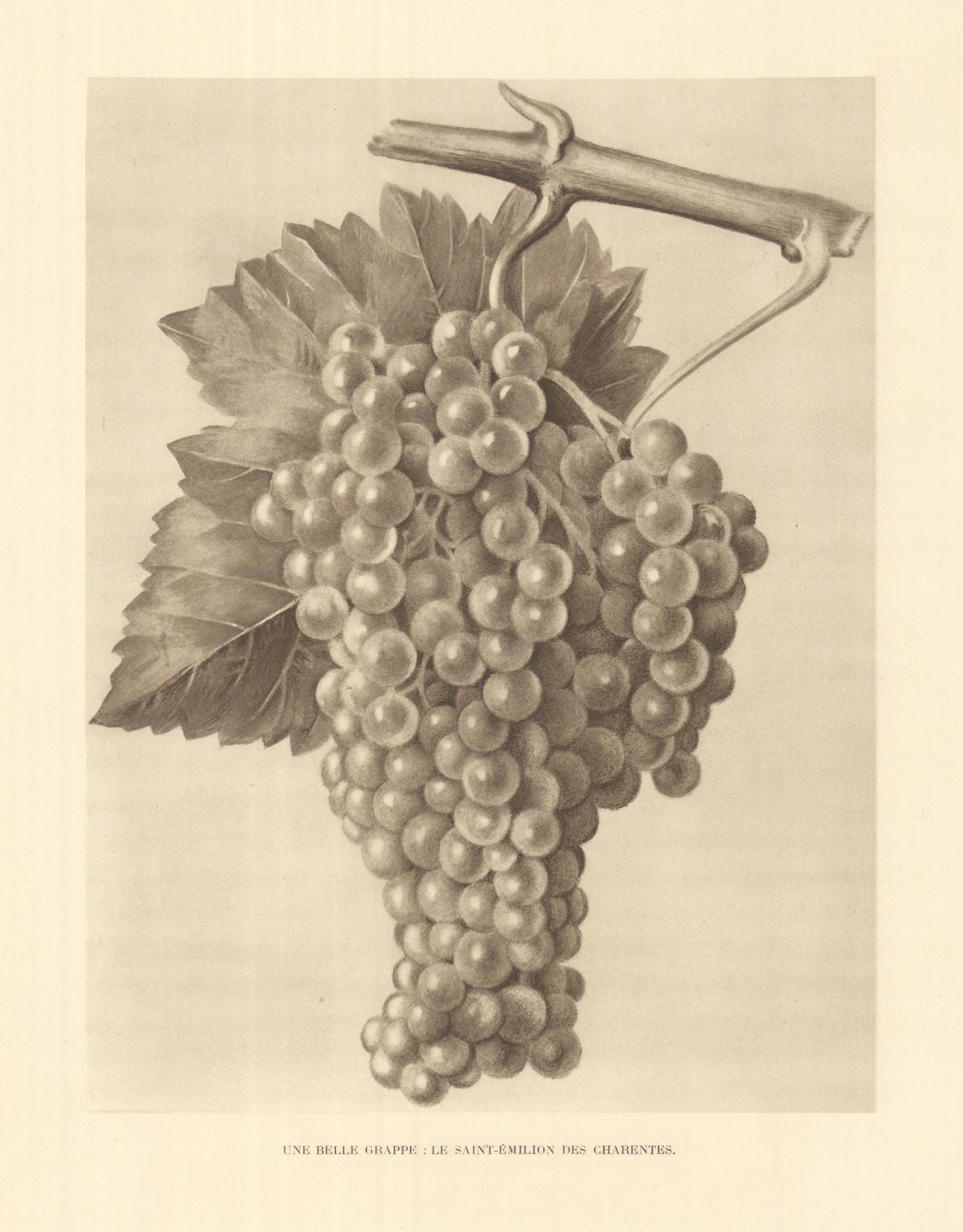 Une belle grappe: Le Saint-Emilion des Charentes. Bunch of Cognac grapes 1947
